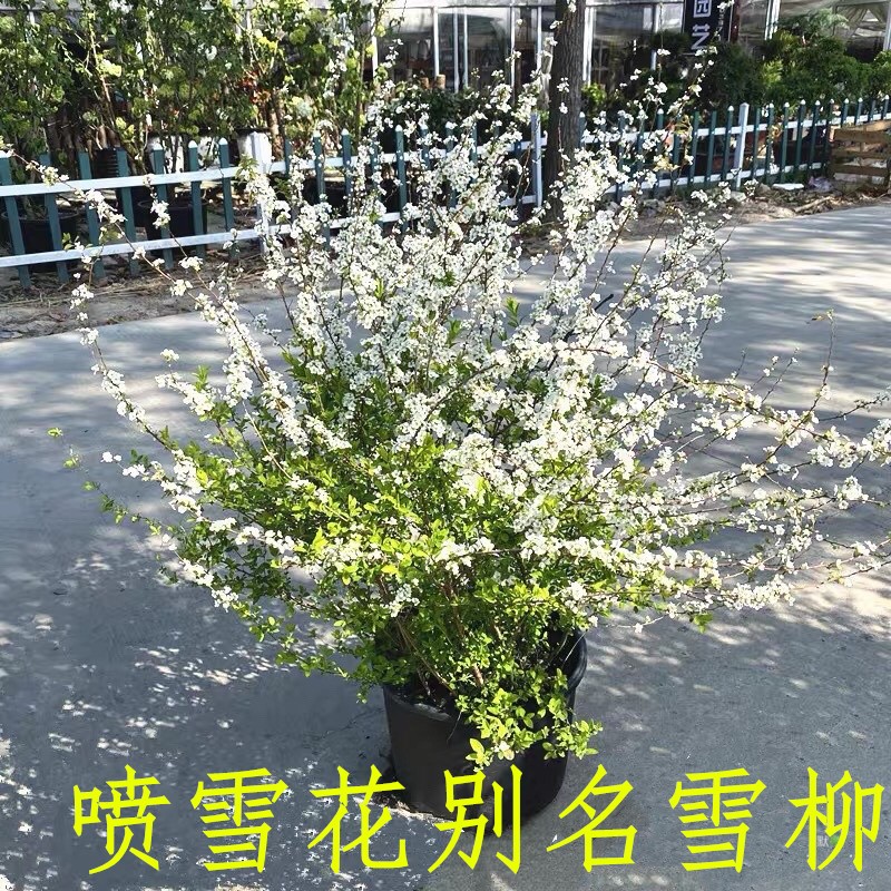 室内外耐寒好养的花卉盆栽喷雪花耐热庭院阳台种植雪柳垂吊绿植物