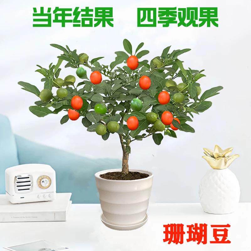 珊瑚豆盆栽冬珊瑚樱四季果