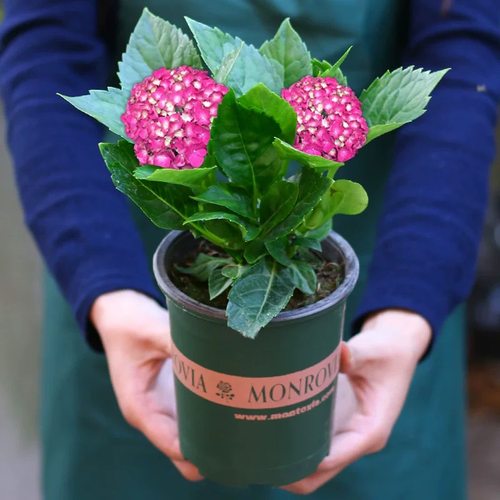 绣球花苗大花植物无尽夏开花好养的花四季盆栽花卉室内花阳台耐寒