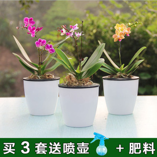 蝴蝶兰花苗盆栽带花苞花剑四季好养客厅餐桌鲜花室内真花卉绿植物