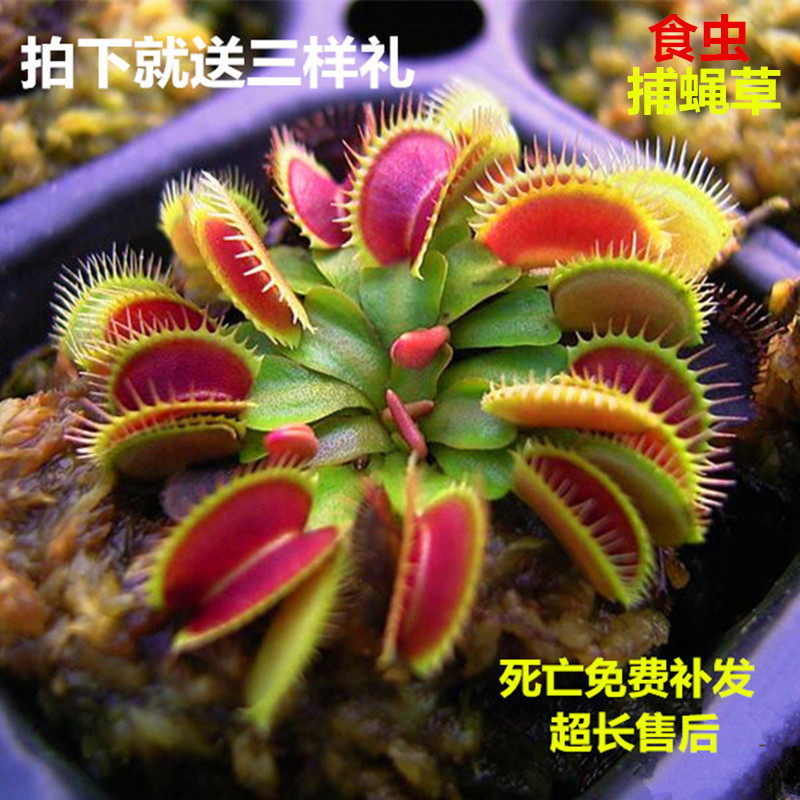 捕蝇草栽好发货盆栽食虫植物驱蚊草苗多肉植物猪笼草食人花绿植花
