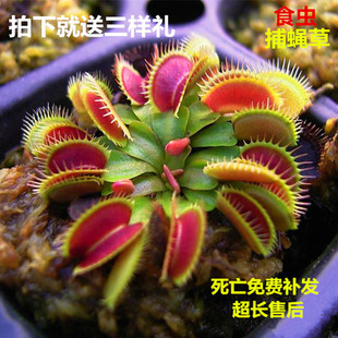 捕蝇草栽好发货盆栽食虫植物驱蚊草苗多肉植物猪笼草食人花绿植花