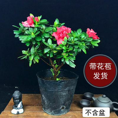 带花四季常年开花盆栽花植物花卉