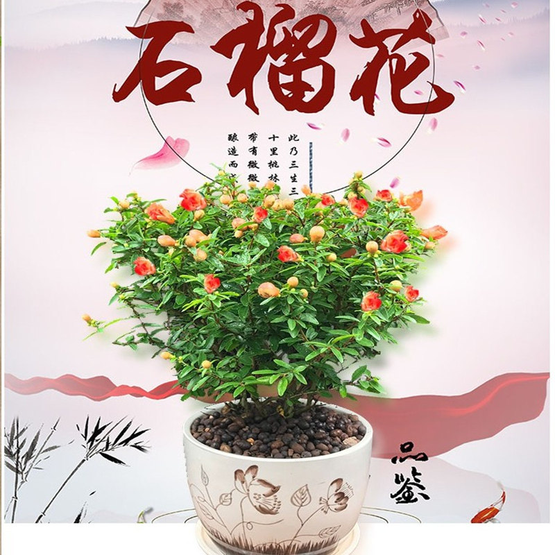盆栽翠叶石榴苗观赏花石榴地栽石榴盆景庭院阳台带花带果发货包邮