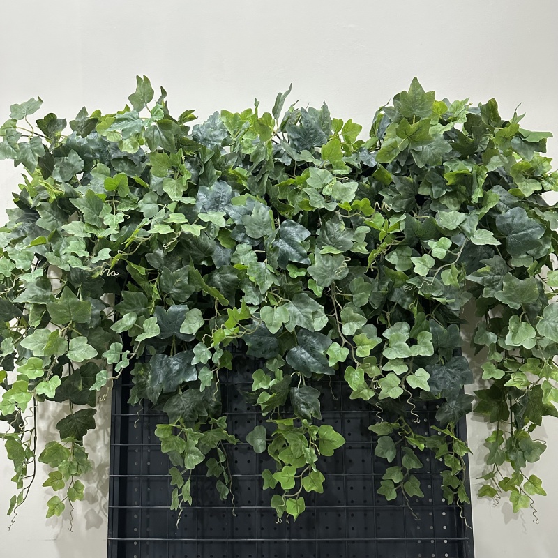 番薯叶壁挂藤蔓爬藤园林景观装饰