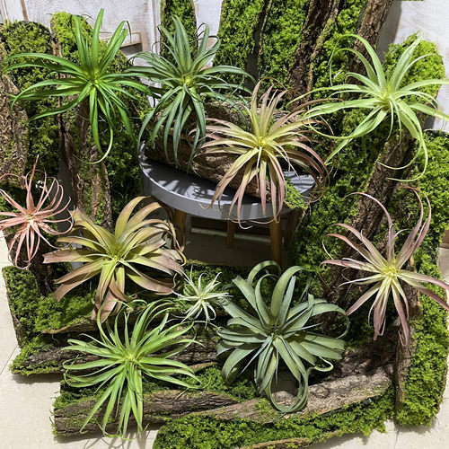 空气凤梨沙漠热带植物多款多色