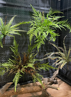 肾蕨狼尾蕨叶造景绿植造景高仿真