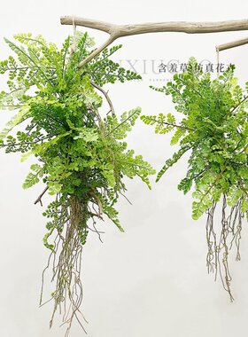 空间悬挂蕨类植物苔藓树根