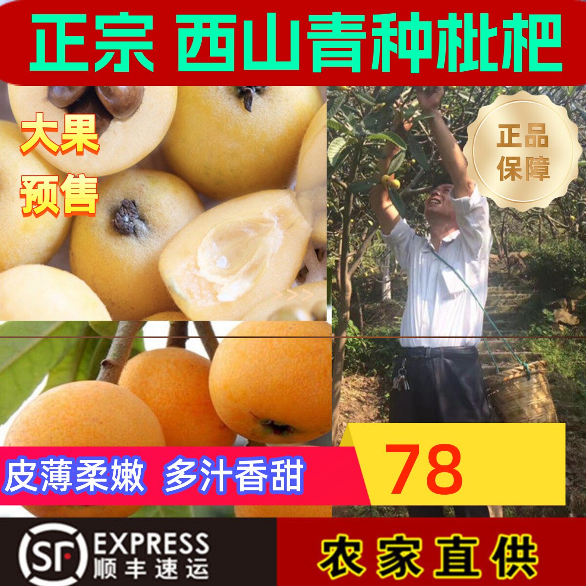 苏州西山青种枇杷小果枇杷新鲜水果5斤PK蒙东山白玉白沙琵琶