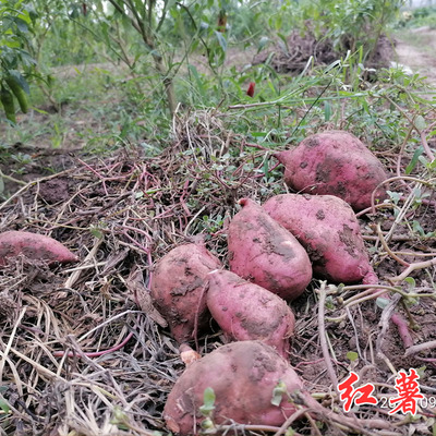 新鲜红薯地瓜红皮粉糯香甜苕红心农家自种当季新鲜蔬菜5斤装包邮