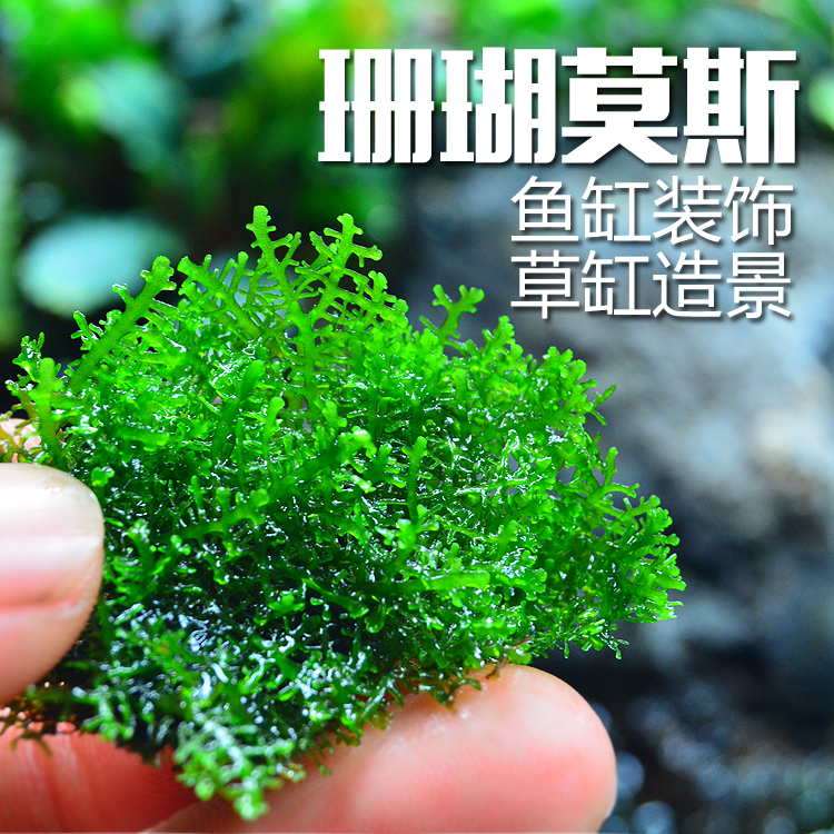 珊瑚莫斯水草活体阴性草绑沉木