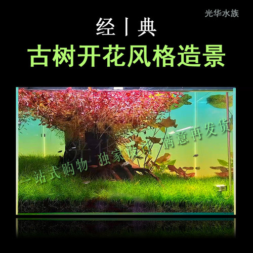 生命之树沉木老桩老树造景