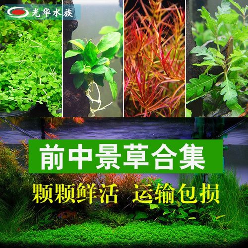 水蓑衣销量排行榜 水蓑衣品牌热度排名 小麦优选
