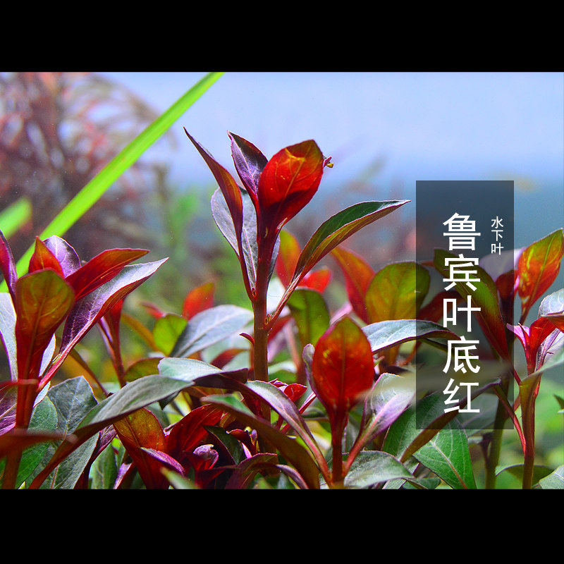 鲁宾叶底红水下叶真水草活体鱼缸草缸造景有茎类后景阳性水草水族