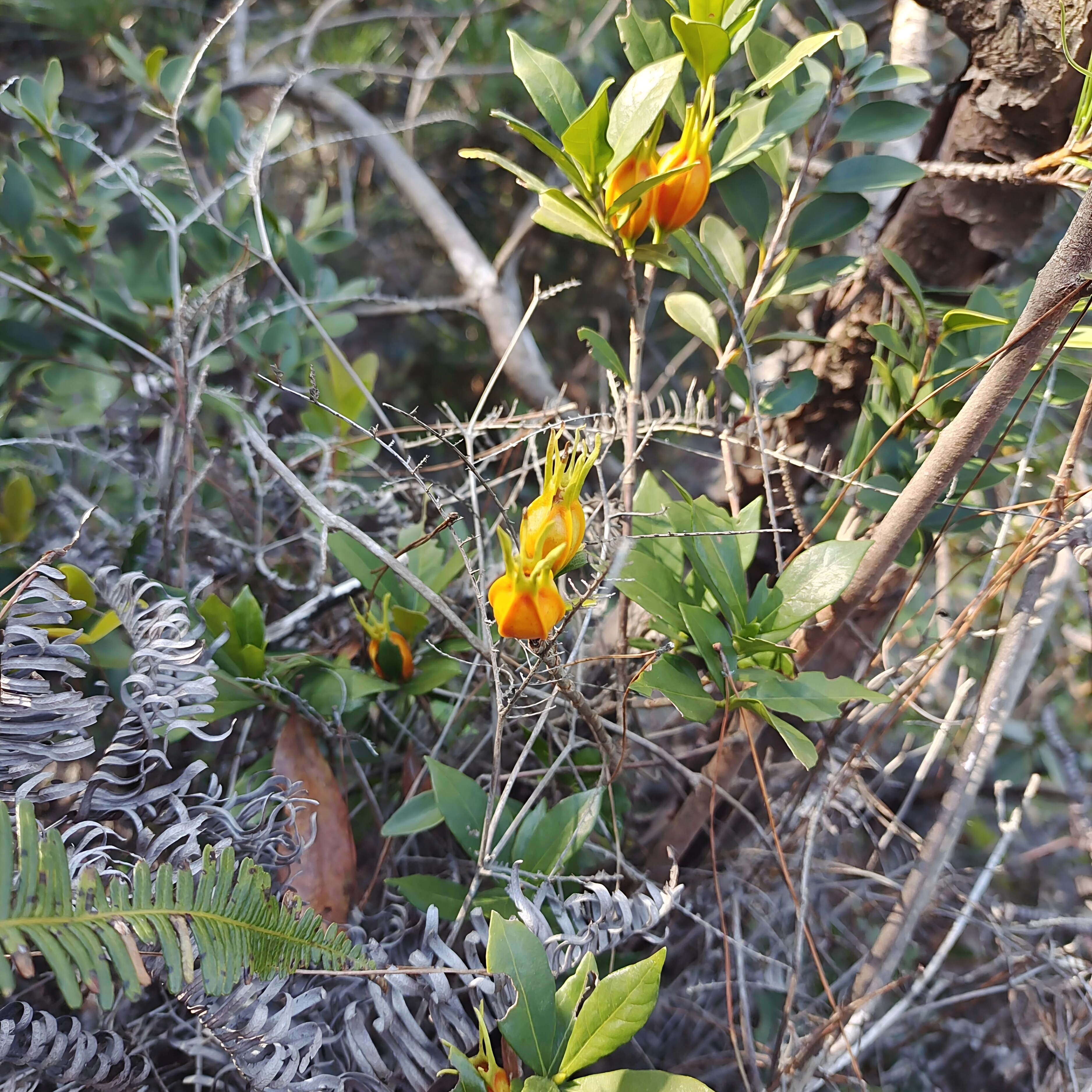 福建闽南野生黄栀子栀子花茶天然无硫非种植纯干货植物染色500g
