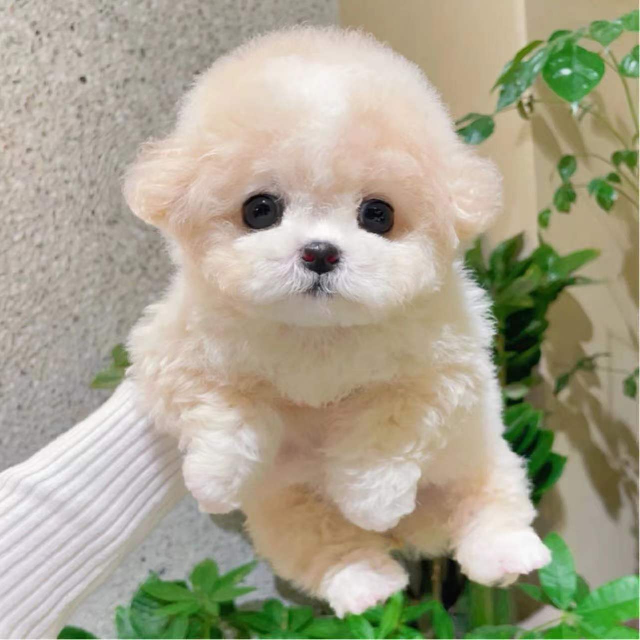 纯种香槟色泰迪犬幼犬宠物狗狗奶油泰迪犬马尔泰幼犬茶杯狗小体狗