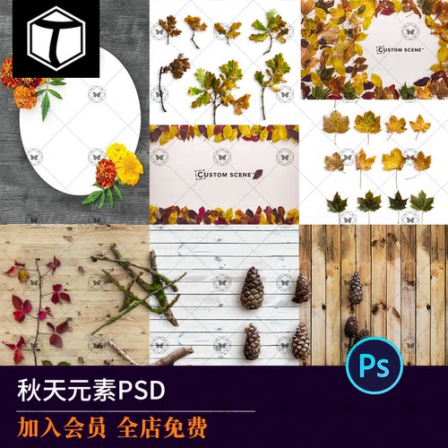 秋天PSD海报设计元素PNG秋季植物枯叶树枝枫叶树叶PS素材图背景