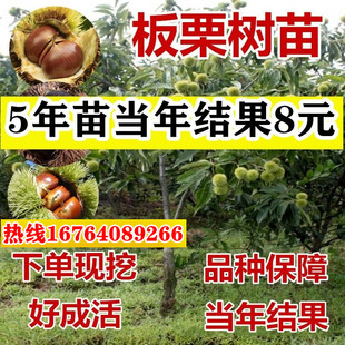 板栗树苗嫁接大红袍板栗苗果树苗地栽四季特大南北方种植当年结果