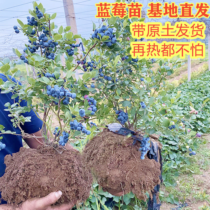 蓝莓树果苗带果蓝莓苗盆栽北南方种植特大兔眼蓝梅当年结果果树苗