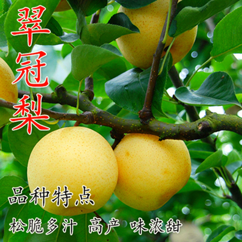 梨树嫁接果树苗早酥红梨特大南北方种植当年结果盆栽地栽庭院
