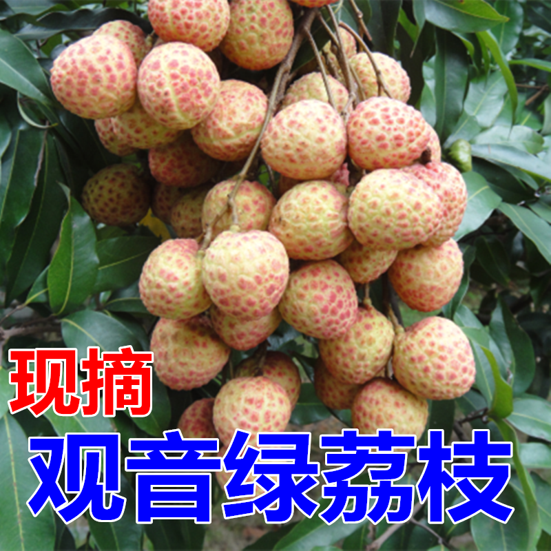 正宗东莞樟木头特产【挂绿荔枝】观音绿荔枝新鲜广东水果整箱礼盒