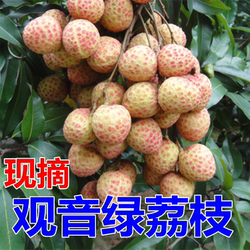 正宗东莞樟木头特产【挂绿荔枝】观音绿荔枝新鲜广东水果整箱礼盒