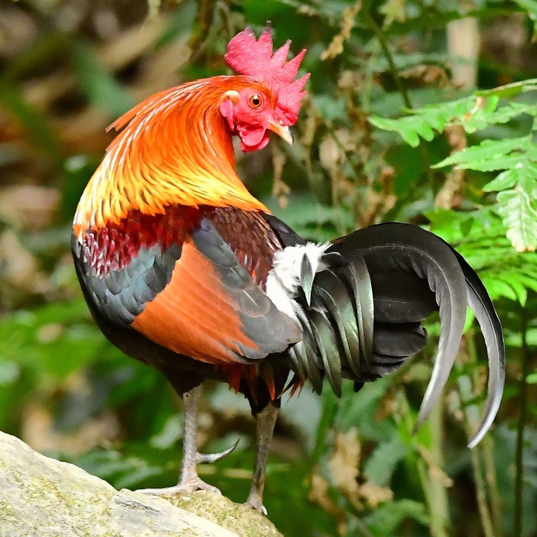 成年散养正宗二代原鸡纯种 广西云南农家鸡活鸡纯种宠物观赏