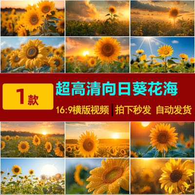 S0307向日葵花海夏天阳光教师节唯美葵花日出田野背景视频素材