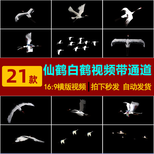 S0148仙鹤白鹤飞鹤群鹤飞翔带alpha透明通道后期合成特效视频素材