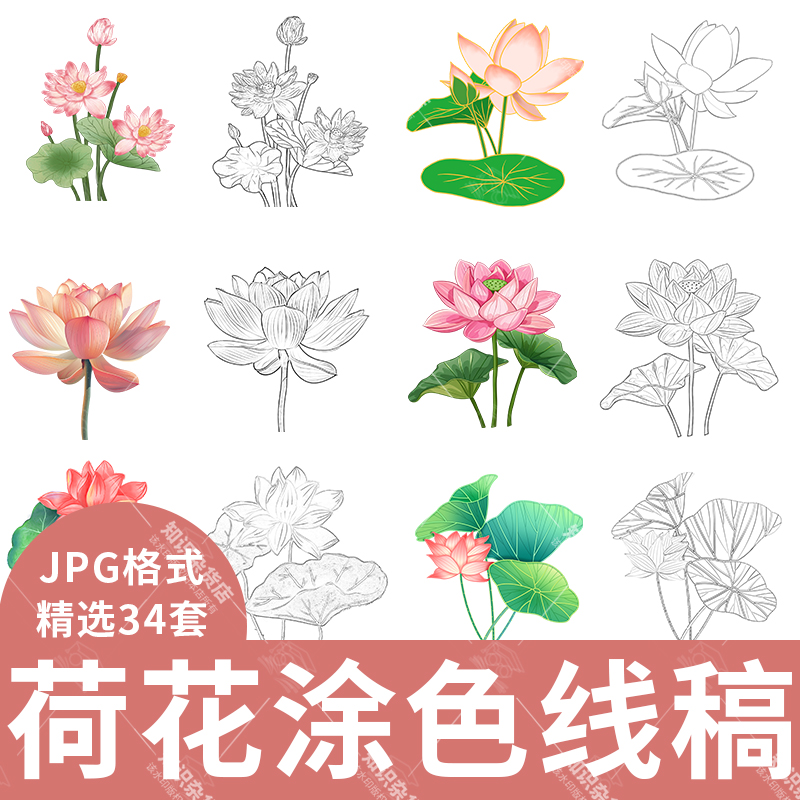 手绘夏天池塘荷花盛开荷叶植物元素线稿儿童简笔画黑白涂色素材