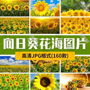 高清自然风景JPG图片向日葵太阳花葵花花海设计背景合成素材图案