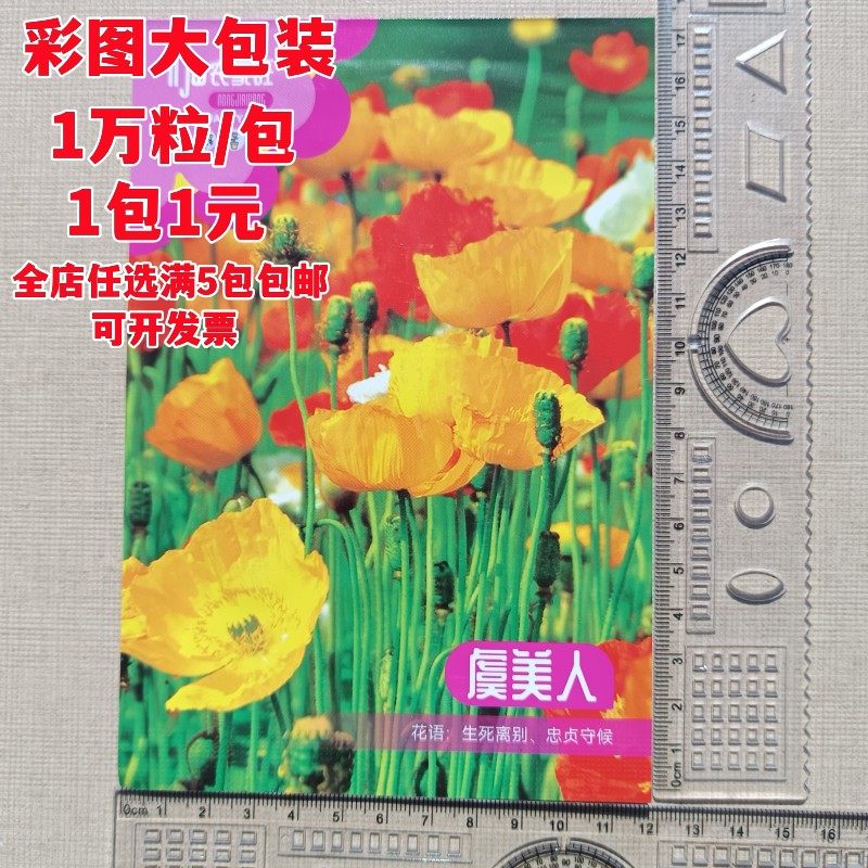 精美彩图大包装虞美人种子1万粒