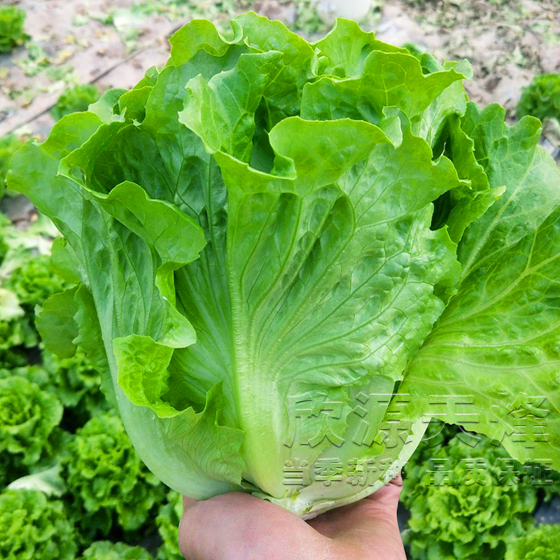 意大利生菜种籽农家四季冬季春季秋季夏季奶油沙拉蔬菜种子大速生