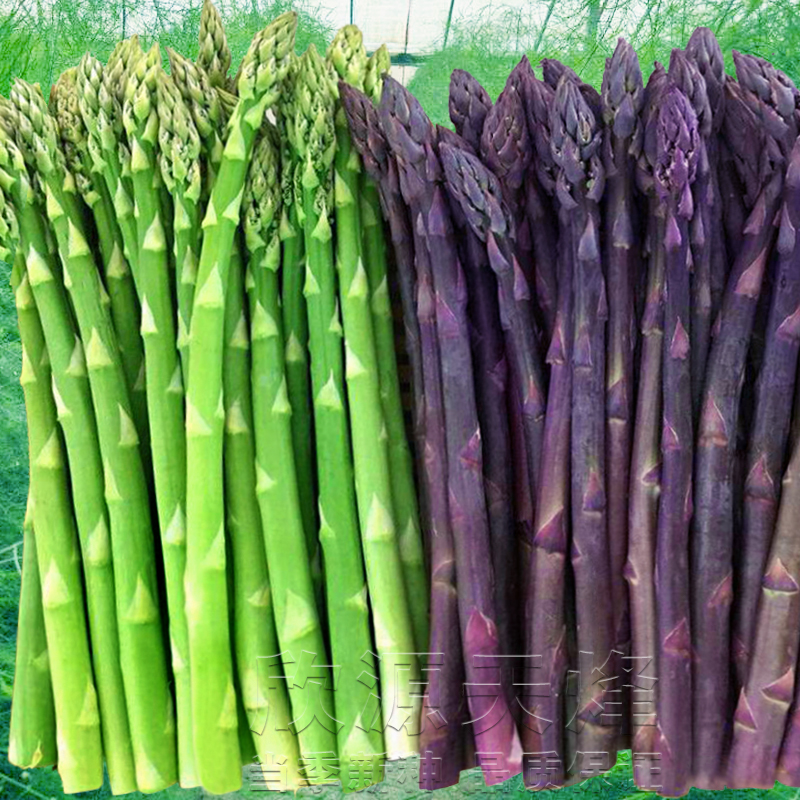 绿芦笋种籽龙须菜籽四季石刁柏高产多年生紫色蔬菜种子春夏秋冬季