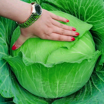 农家大头菜包菜扁球冬季小青菜