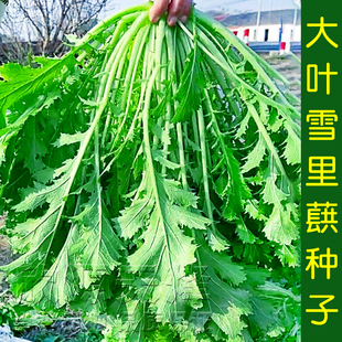 大叶雪里蕻种子一代杂交大田春秋季四季雪菜雪里红蔬菜种孑菜种籽
