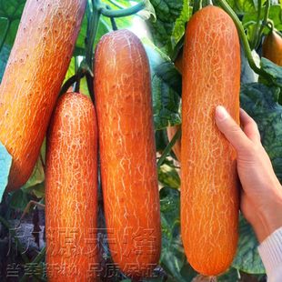 东北老黄瓜种籽麻皮黄瓜四季春季夏季秋季农家高产耐热蔬菜种孑子