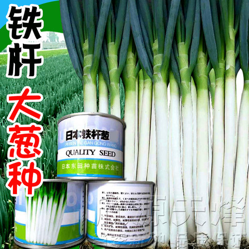 日本铁杆大葱葱种籽大田阳台子