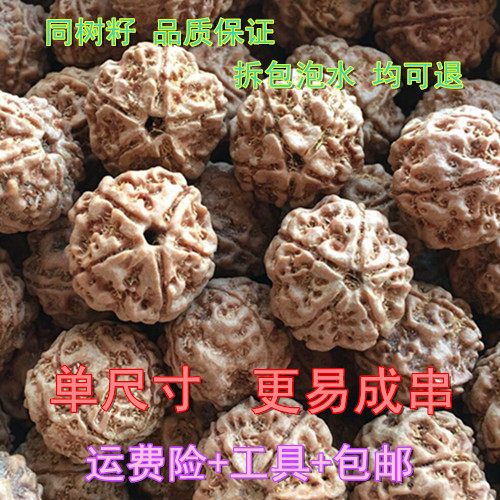 尼泊尔大金刚菩提子原籽通货4四5五6六瓣同树散珠手串108颗斤