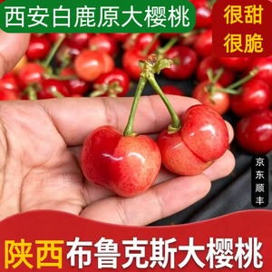 露天布鲁克斯，陕西白鹿原大樱桃