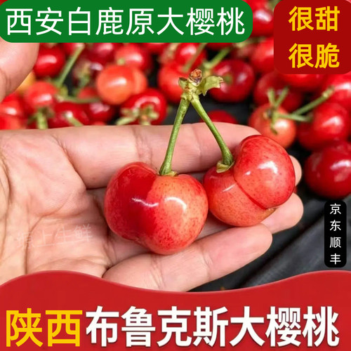 陕西布鲁克斯樱桃，脆甜大樱桃