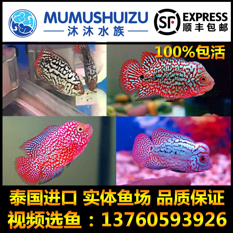 泰国进口金花罗汉鱼亚成鱼爆头拉线红底重金属毒苗泰金赛级精品|msdalam kategori haiwan peliharaan/makanan haiwan dan bekalan, Aquarium World, ikan - dari Buy2taobao.com untuk memberikan perkhidmatan ejen Taobao profesional membeli