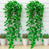 长藤绿萝室内盆栽壁挂绿植垂吊兰空调悬挂爬藤植物水培绿箩大叶