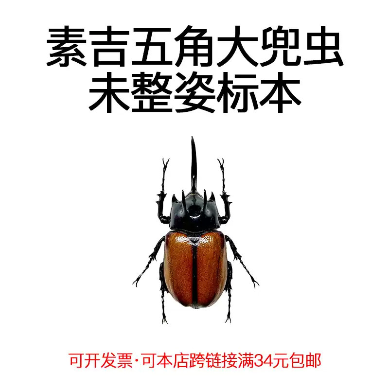 素吉五角大兜虫甲虫蒸汽朋克真昆虫标本湿虫未整姿科普生物教学A1