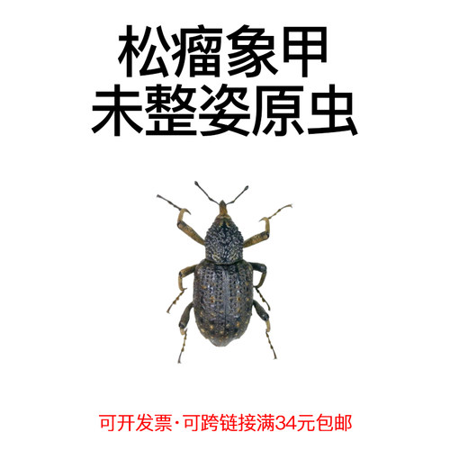 未整姿昆虫松瘤象甲DIY材料