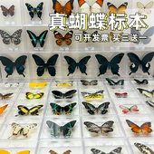 蝴蝶标本摆件手工昆虫标本装 饰品学生创意生日礼物展翅真蝴蝶标本