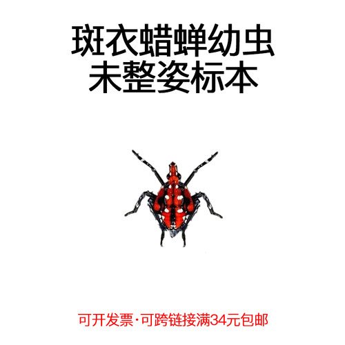 未整姿昆虫斑衣蜡蝉幼虫DIY材料