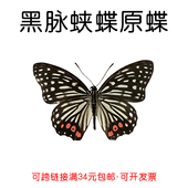 真蝴蝶原蝶黑脉蛱蝶未展翅蝴蝶标本制作手工diy材料A1 品质