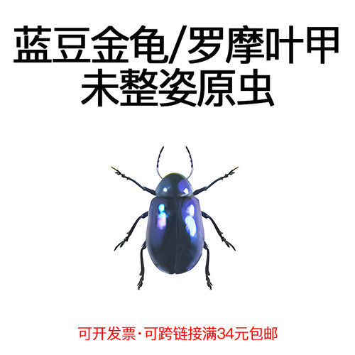 未整姿昆虫蓝豆金龟DIY材料
