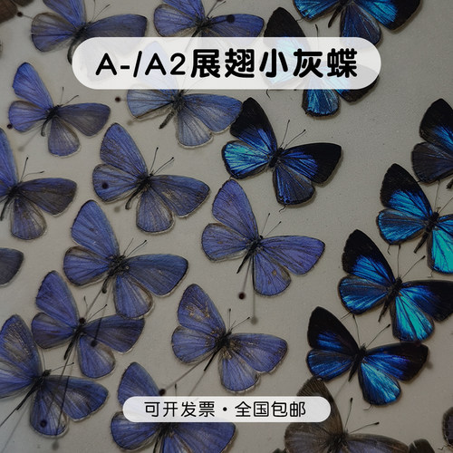 灰蝶标本已展翅A-A2品质压棉发货